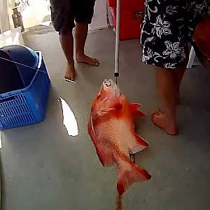 Swains reef big red emperor