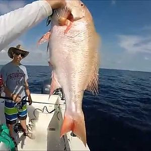 Half Day Reef Fishing for Mutton Snapper and Yellowtail Snapper