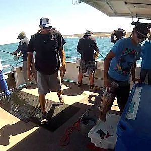 Reef Walker Kalbarri