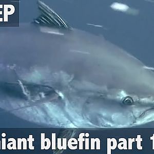 ULTIMATE FISHING - Giant Bluefin tuna fishing Part 1