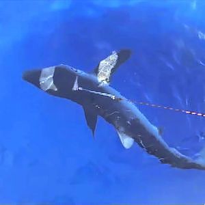 Big Game Fishing - 200 kilo shark - 3,5 meters