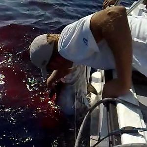 Croatia Big Game Fishing 'Artena' - Catching Tuna (55 kg/120 pounds)