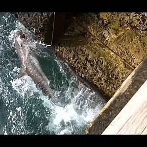 Land Based Game Fishing Norfolk Island