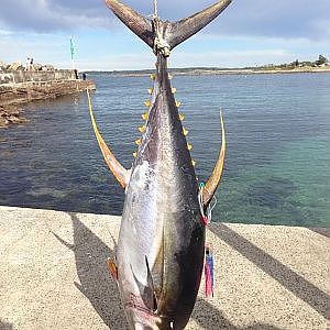 Yellowfin Tuna Shellharbour Game Fishing Club on Board with Team Therapy