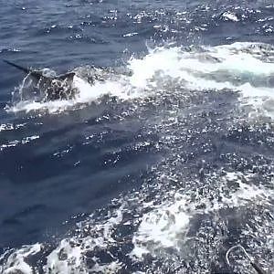 BIG GAME Marlin Fishing, Life on the Great Barrier Reef Australia