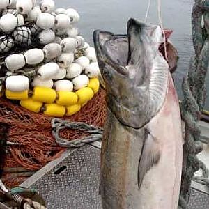 Alaskan Commercial Fishing Movie