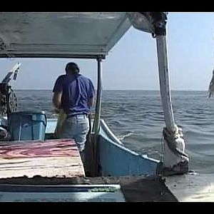 COMMERCIAL FISHING FOR KINGFISH AND WE SEEN A LARGE SCHOOL OF TARPON PART2