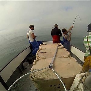 uk commercial bass fishing(rod and line)