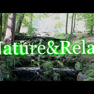 1 Hour of Relaxing Nature Sounds of the Forest in HD. Soothing  Water Sounds and Bird Songs. âœ”