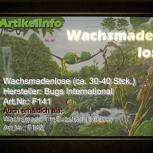 Wachsmaden lose in der Dose (Inhalt: 30-40 Stck.)