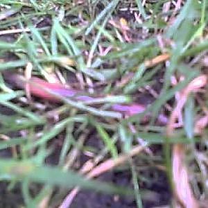 Erschütterungen treiben Regenwürmer und Tauwürmer aus dem Boden