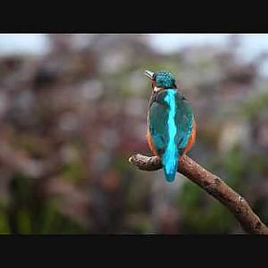 Eisvogel beim fischen - kingfisher fishing * Stock Footage