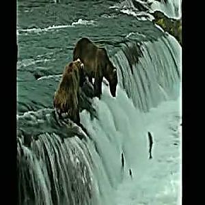 Braunbären am Wasserfall beim Fischen
