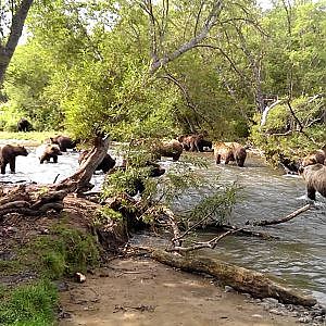 Kamtschatka-Bären beim Lachsfang am Kurilensee