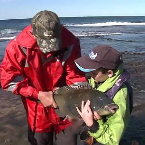 Rock Fishing Bream, Blackfish and Groper