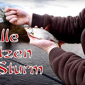 Pralle Plötzen im Sturm