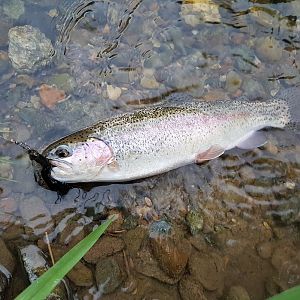 Regenbogenforelle