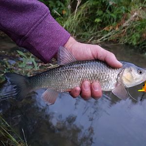 Döbel_Topwater_Gumpen_Schieß_180624