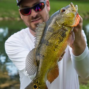 Peacock Bass