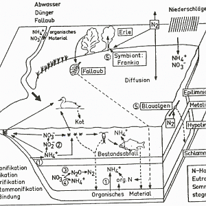 Schema des sommerlichen Stickstoffkreislaufes in einem geschichteten See