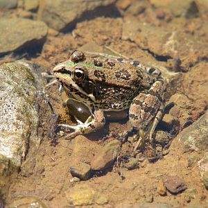 Froschkönig