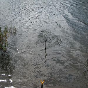 Karpfen kämpft! Barragem do Beliche