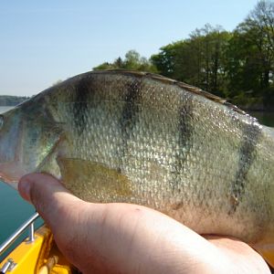 Wörthseebarsch gefangen beim Spinnfischen