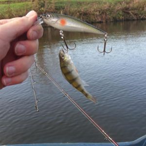 größenwahnsinniger Barsch