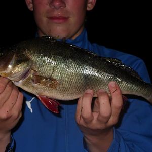 Barsch 38cm und 880Gramm.
Sommer Schweden 2008 beim Aalangeln auf Tauwurm