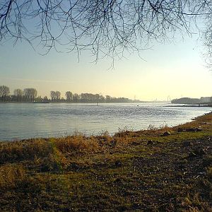 Flussangler.com-Angeltour
Rhein gegenüber Hitdorfer Jachthafen