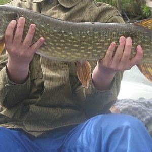 80cm 3kg 750g - gefangen auf einen 5er Mepps Aglia in Platinum Rot in der Peene bei Anklam Mai 2009 (released)