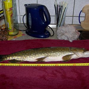 Hecht misst 66,5 cm und wiegte 1,95 Kg