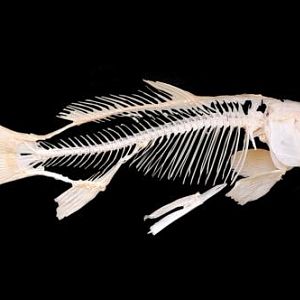 Skelett Karpfen Fisch