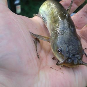 nervender Beifang auf Carp