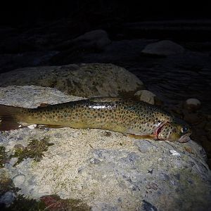 Auch eine 27er macht schon Spass wenn man zuvor 15 Forellen zwischen 15 und 22 cm am Haken hatte, die natürlich wieder schwimmen!