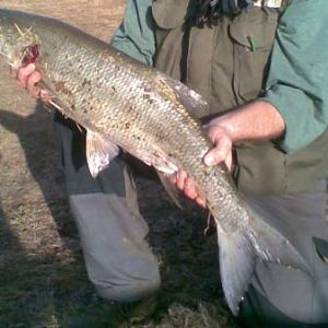 Rapfen, 80cm aus der Spree