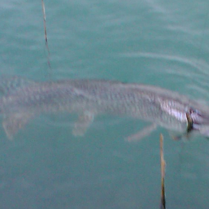 Esox1