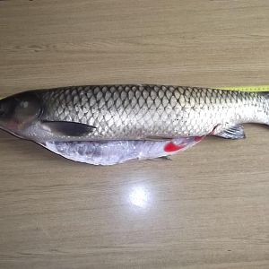 Grasfisch vom Pokalangeln 2012 (77 cm 4,6 kg)