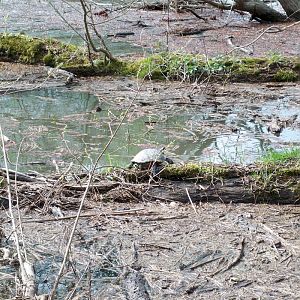 Schildkröte am Altrhein^^