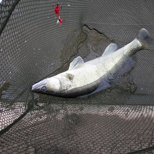 75cm Zander im Karpfenkescher