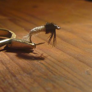 Caddis Larve1