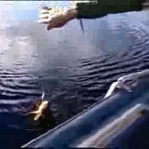 Perch fishing in Siberia