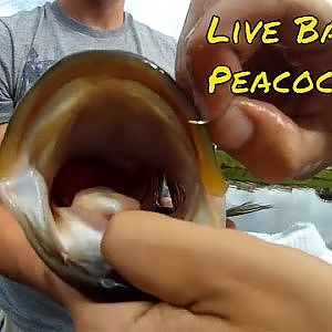 Live Bait Fishing Peacock Bass