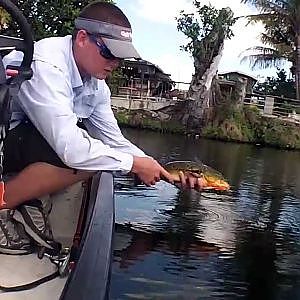 Butterfly Peacock Bass and Snake Head Fishing in South Florida