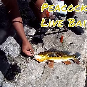 Peacock Bass Fishing with Live Bait