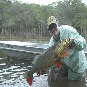 Fly Fishing, Sight casting for giant Peacock Bass