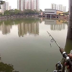 【GoPro】Singapore Peacock Bass Vol.26