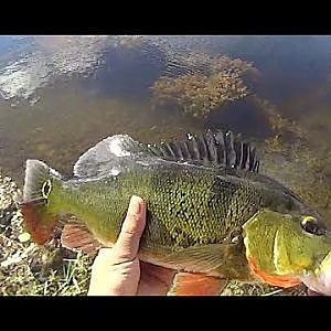 Ultimate Florida Peacock Bass Fishing on the Fly