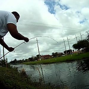 Peacock and Oscar Fishing in Miami Canal South Florida