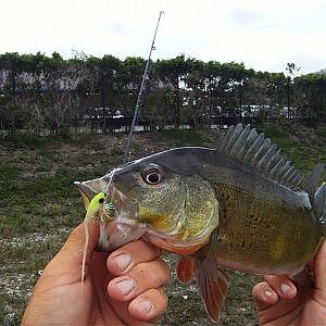 Fly Fishing For Peacock Bass In Miami